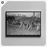 アートパネル-Calf at Casa Grande Farms
 - ラッセル リー Canvas.