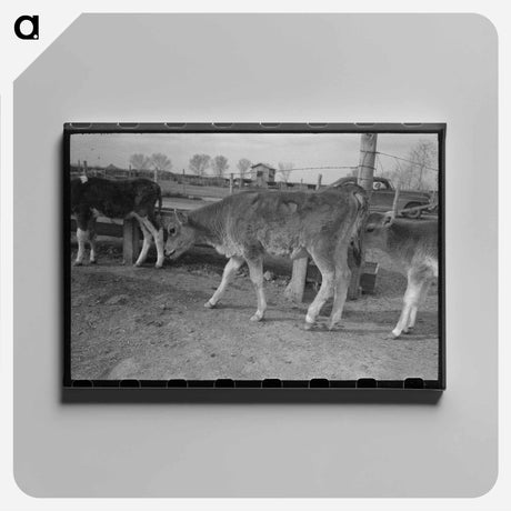 アートパネル-Calf at Casa Grande Farms
 - ラッセル リー Canvas.