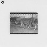 アートメモ帳-Calf at Casa Grande Farms
 - ラッセル リー Memo.