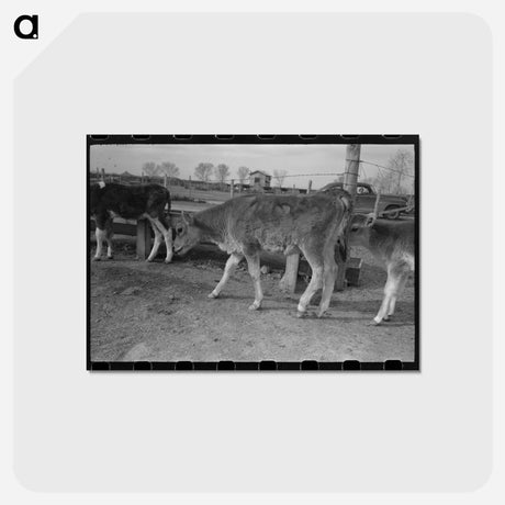 アートポストカード-Calf at Casa Grande Farms
 - ラッセル リー Postcard.