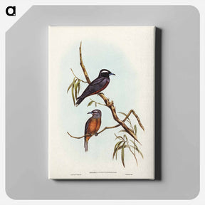 アートパネル-White-eyebrowed Wood Swallow
 - ジョン グールド Canvas.