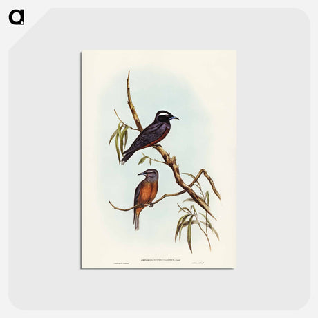 アートポストカード-White-eyebrowed Wood Swallow
 - ジョン グールド Postcard.