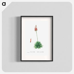 アートポスター-Aloe Brevifolia (Short–Leaved aloe) - ピエール ジョゼフ ルドゥーテ Poster.