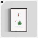 Aloe Brevifolia (Short–Leaved aloe) - ピエール ジョゼフ ルドゥーテ Poster.