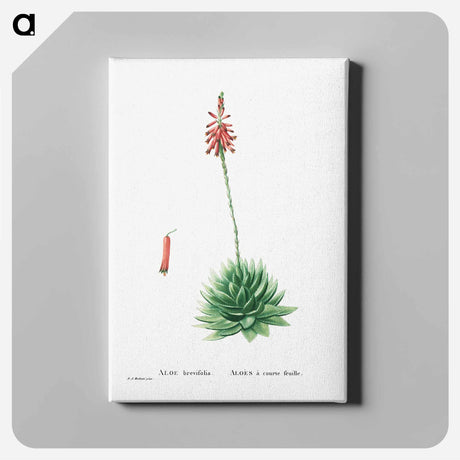 アートパネル-Aloe Brevifolia (Short–Leaved aloe) - ピエール ジョゼフ ルドゥーテ Canvas.