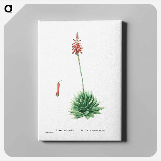 アートパネル-Aloe Brevifolia (Short–Leaved aloe) - ピエール ジョゼフ ルドゥーテ Canvas.