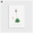 アートポストカード-Aloe Brevifolia (Short–Leaved aloe) - ピエール ジョゼフ ルドゥーテ Postcard.