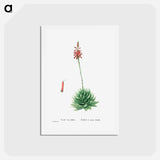 アートポストカード-Aloe Brevifolia (Short–Leaved aloe) - ピエール ジョゼフ ルドゥーテ Postcard.