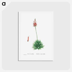 アートポストカード-Aloe Brevifolia (Short–Leaved aloe) - ピエール ジョゼフ ルドゥーテ Postcard.