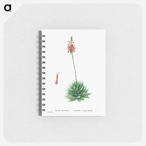 アートメモ帳-Aloe Brevifolia (Short–Leaved aloe) - ピエール ジョゼフ ルドゥーテ Memo.
