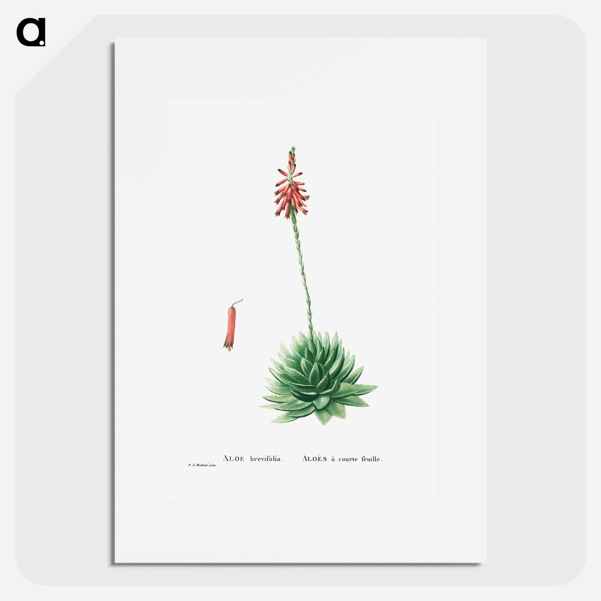 Aloe Brevifolia (Short–Leaved aloe) - ピエール ジョゼフ ルドゥーテ Poster.