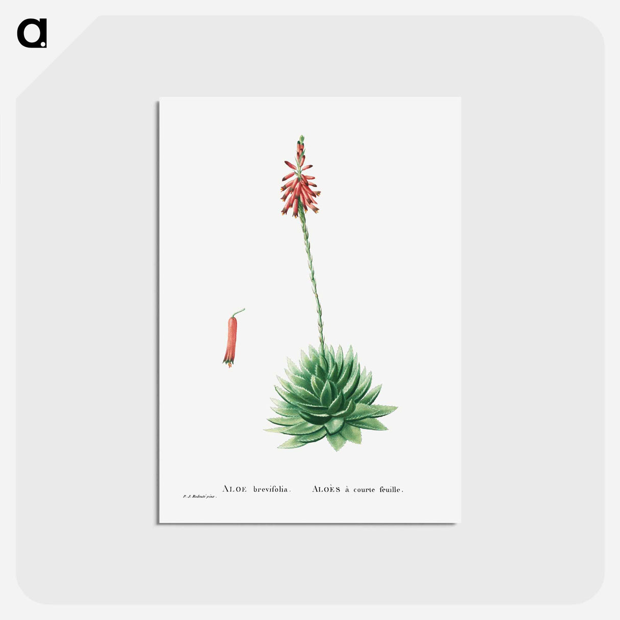 アートポストカード-Aloe Brevifolia (Short–Leaved aloe) - ピエール ジョゼフ ルドゥーテ Postcard.