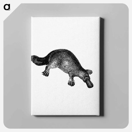 アートパネル-Duck-Billed Platypus
 - 大英図書館 Canvas.