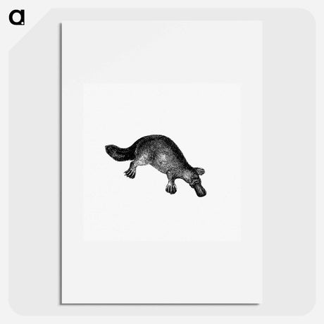 アートポスター-Duck-Billed Platypus
 - 大英図書館 Poster.