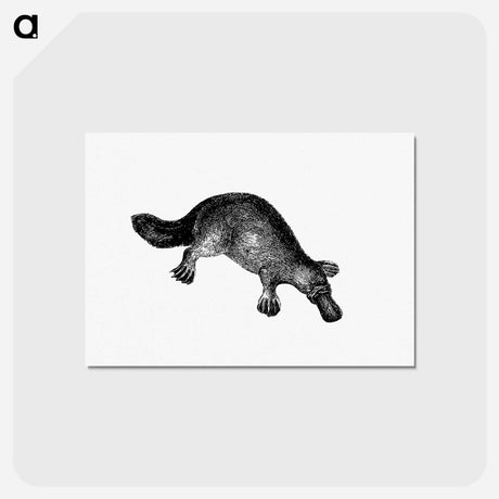 アートポストカード-Duck-Billed Platypus
 - 大英図書館 Postcard.