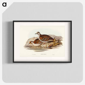 アートポスター-Brush Bronze-winged Pigeon
 - ジョン グールド Poster.