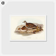 アートポストカード-Brush Bronze-winged Pigeon
 - ジョン グールド Postcard.