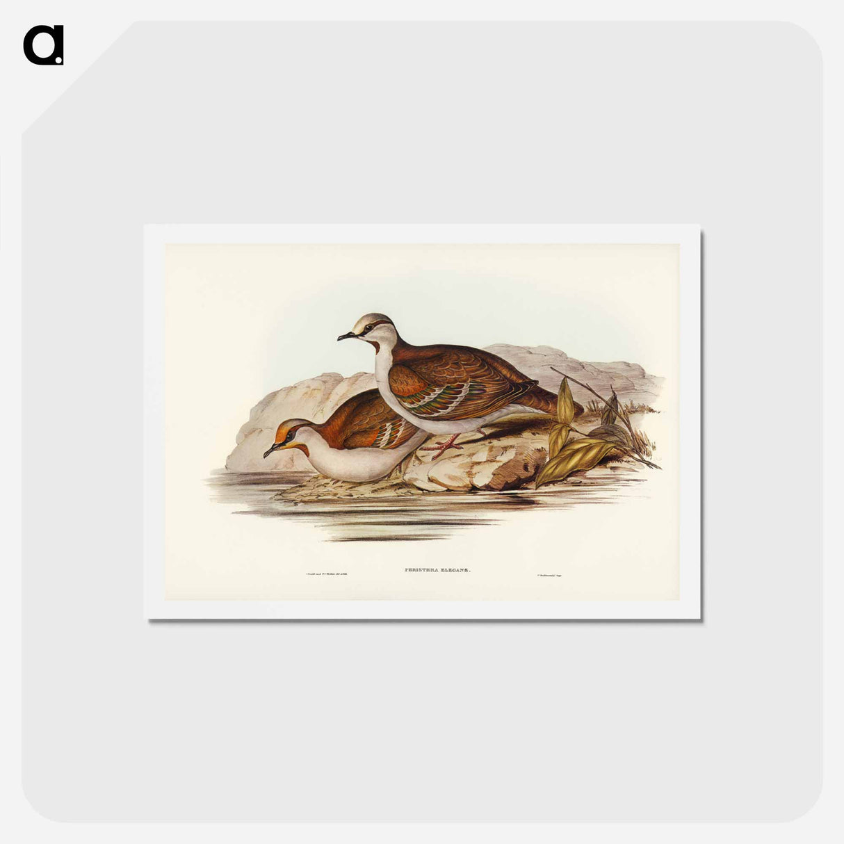 アートポストカード-Brush Bronze-winged Pigeon
 - ジョン グールド Postcard.