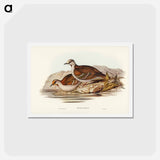 アートポストカード-Brush Bronze-winged Pigeon
 - ジョン グールド Postcard.