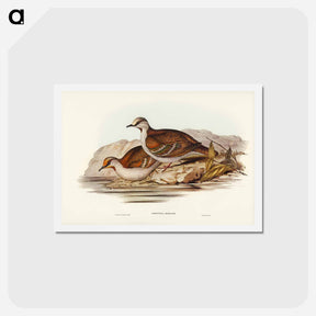 アートポストカード-Brush Bronze-winged Pigeon
 - ジョン グールド Postcard.