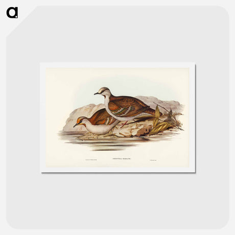 アートポストカード-Brush Bronze-winged Pigeon
 - ジョン グールド Postcard.