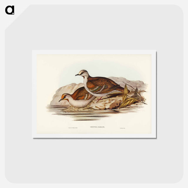 アートポストカード-Brush Bronze-winged Pigeon
 - ジョン グールド Postcard.