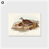 アートポストカード-Brush Bronze-winged Pigeon
 - ジョン グールド Postcard.