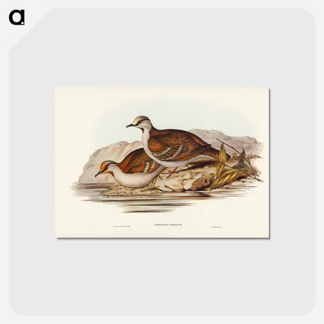 アートポストカード-Brush Bronze-winged Pigeon
 - ジョン グールド Postcard.