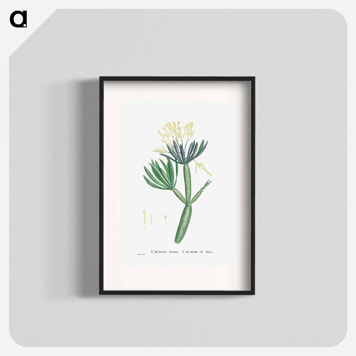 Cacalia Kleinia (Canary Islands Candle Plant) - Pierre Joseph Redouté Poster.
