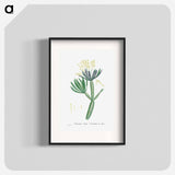 Cacalia Kleinia (Canary Islands Candle Plant) - Pierre Joseph Redouté Poster.