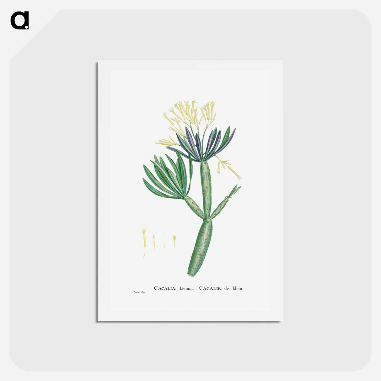 アートポストカード-Cacalia Kleinia (Canary Islands Candle Plant) - ピエール ジョゼフ ルドゥーテ Postcard.