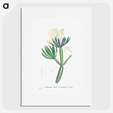 Cacalia Kleinia (Canary Islands Candle Plant) - Pierre Joseph Redouté Poster.