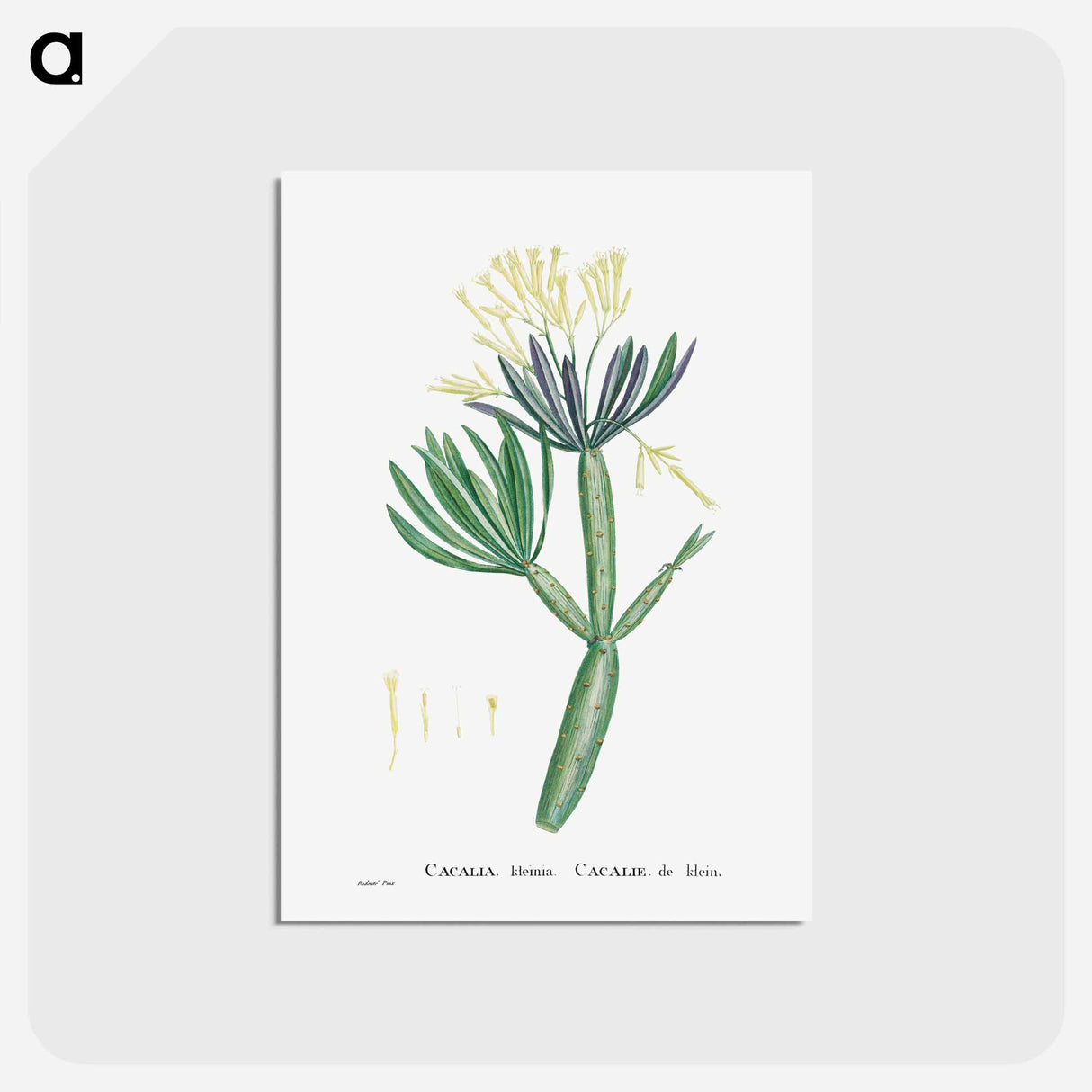 アートポストカード-Cacalia Kleinia (Canary Islands Candle Plant) - ピエール ジョゼフ ルドゥーテ Postcard.