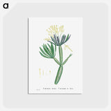 アートポストカード-Cacalia Kleinia (Canary Islands Candle Plant) - ピエール ジョゼフ ルドゥーテ Postcard.
