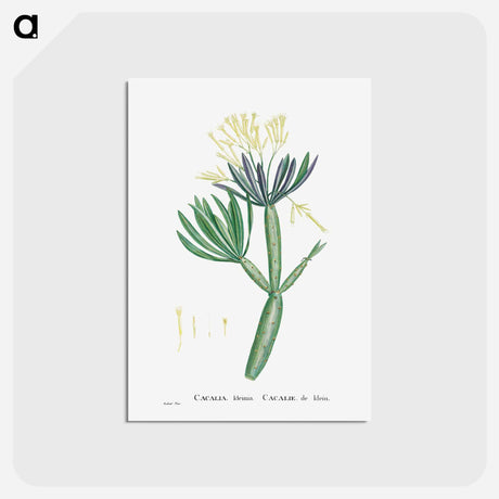 アートポストカード-Cacalia Kleinia (Canary Islands Candle Plant) - ピエール ジョゼフ ルドゥーテ Postcard.