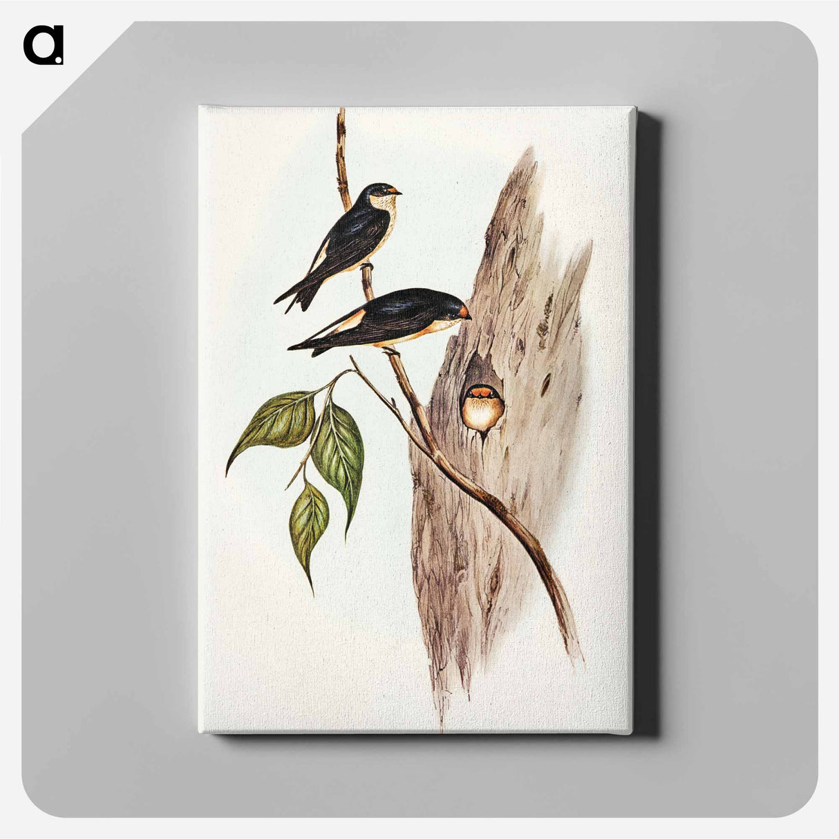 Tree Martin
 - オーストラリアの鳥 Canvas.
