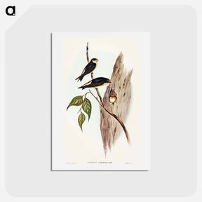 アートポストカード-Tree Martin
 - オーストラリアの鳥 Postcard.