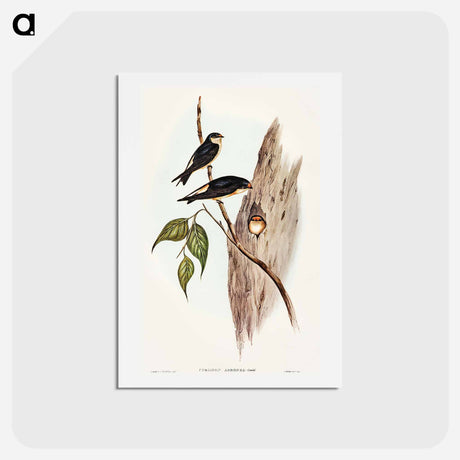 アートポストカード-Tree Martin
 - オーストラリアの鳥 Postcard.