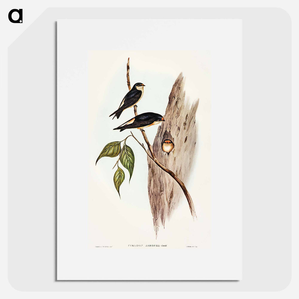 アートポスター-Tree Martin
 - オーストラリアの鳥 Poster.