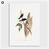 アートポスター-Tree Martin
 - オーストラリアの鳥 Poster.