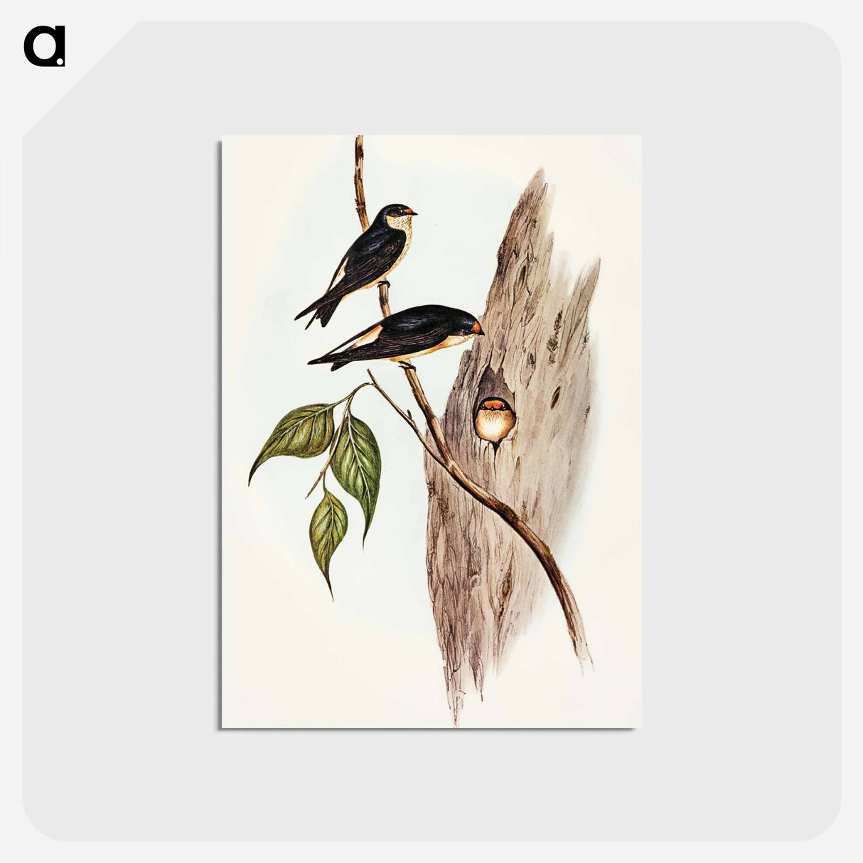 アートポストカード-Tree Martin
 - オーストラリアの鳥 Postcard.