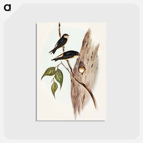 アートポストカード-Tree Martin
 - オーストラリアの鳥 Postcard.