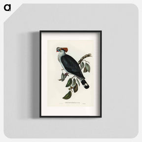 アートポスター-Top-Knot Pigeon
 - ジョン グールド Poster.