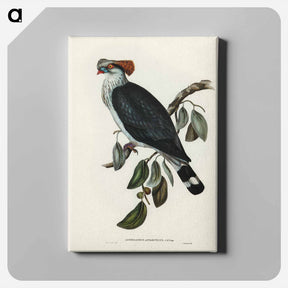 アートパネル-Top-Knot Pigeon
 - ジョン グールド Canvas.