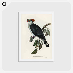アートポストカード-Top-Knot Pigeon
 - ジョン グールド Postcard.