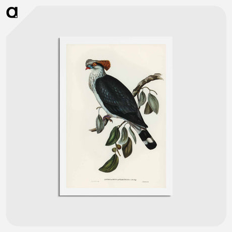 アートポストカード-Top-Knot Pigeon
 - ジョン グールド Postcard.