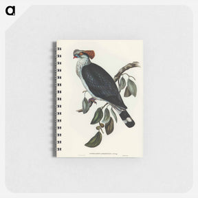アートメモ帳-Top-Knot Pigeon
 - ジョン グールド Memo.