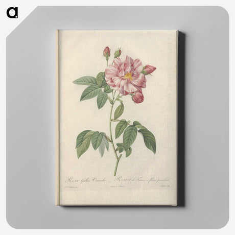 7-11_Pierre-Joseph-Redoute_canvas