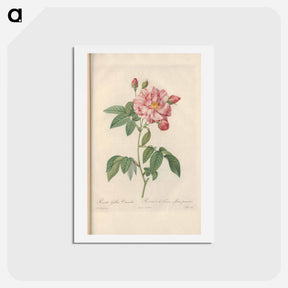 アートポストカード-Rose illustration - ピエール ジョゼフ ルドゥーテ Postcard.