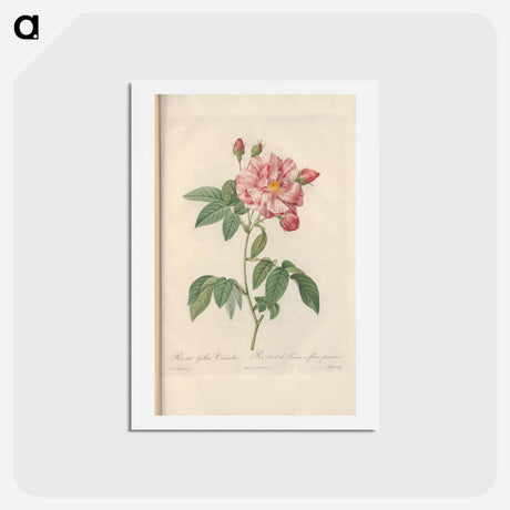 アートポストカード-Rose illustration - ピエール ジョゼフ ルドゥーテ Postcard.